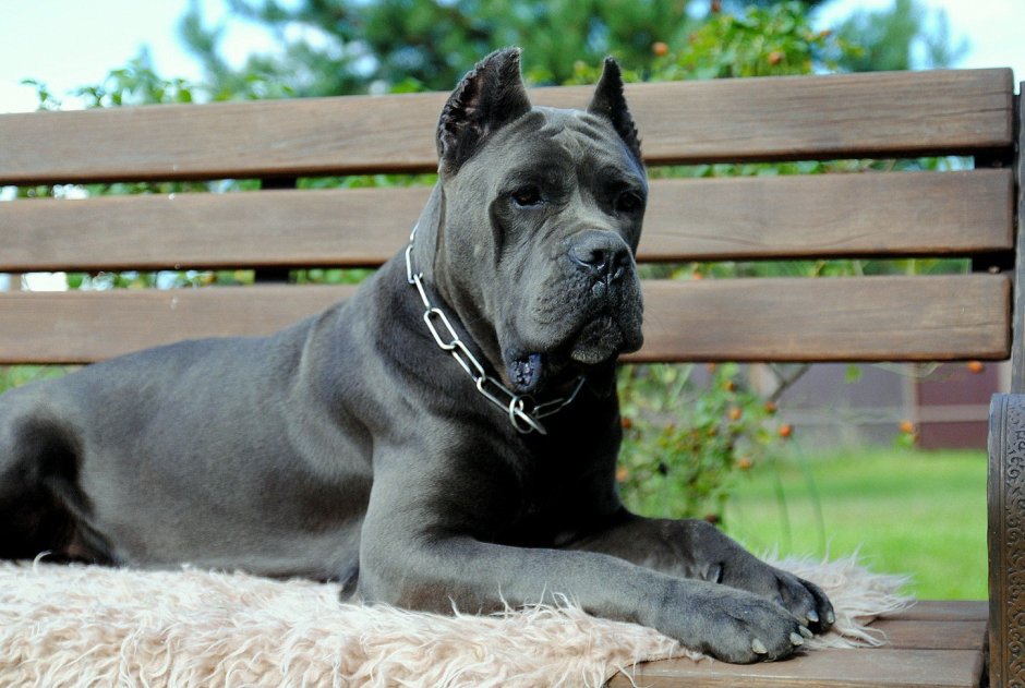 Кане Корсо мраморный