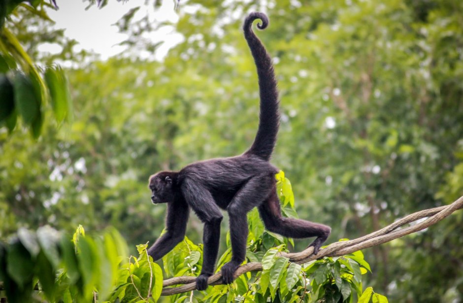 Ateles fusciceps