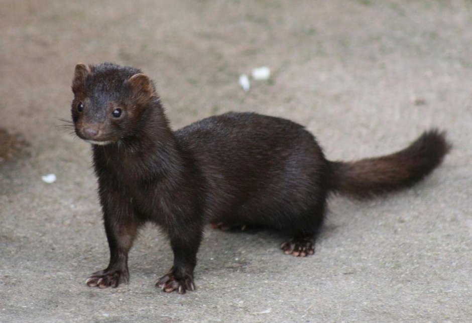 Американская норка (Mustela Vison)