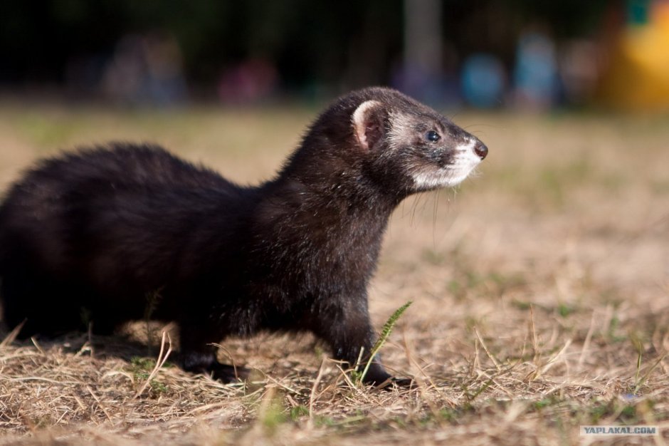 Европейская норка (Mustela lutreola)