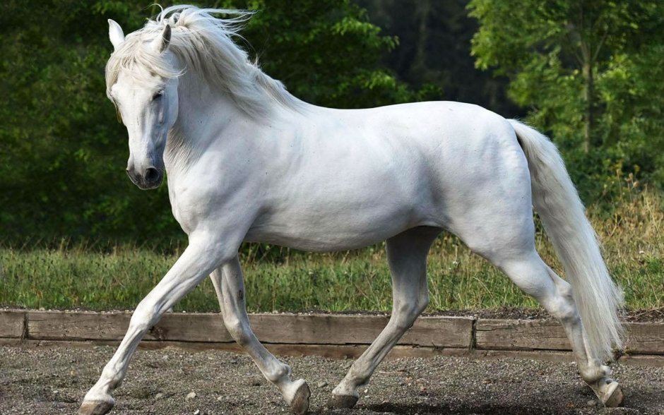 Орловский жеребец омуль