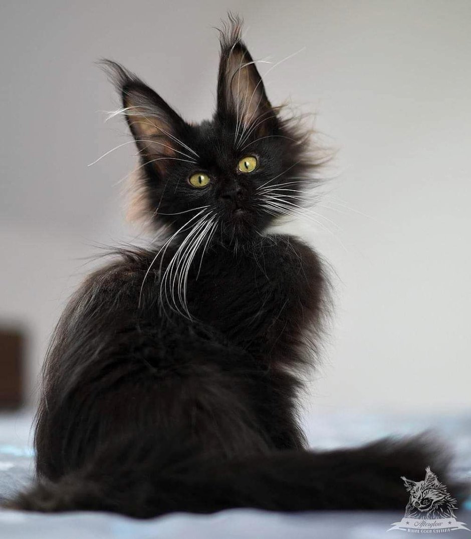Черная кошка Мейн кун