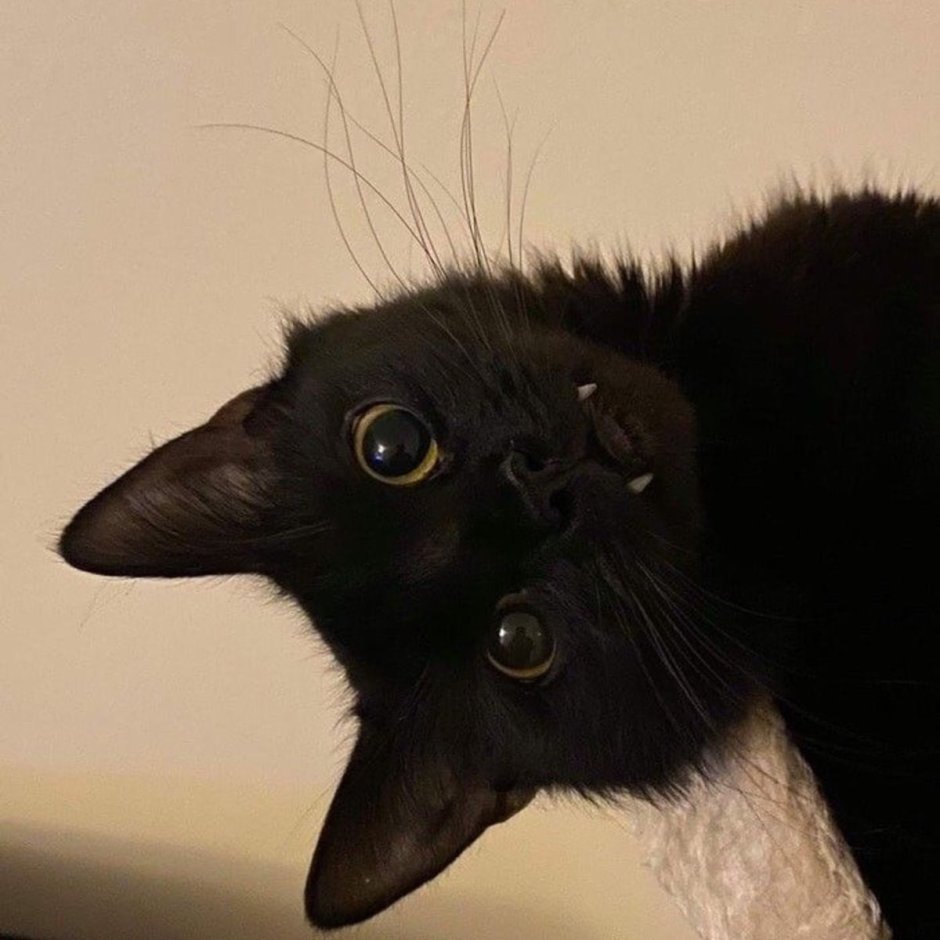 Матерь Котья
