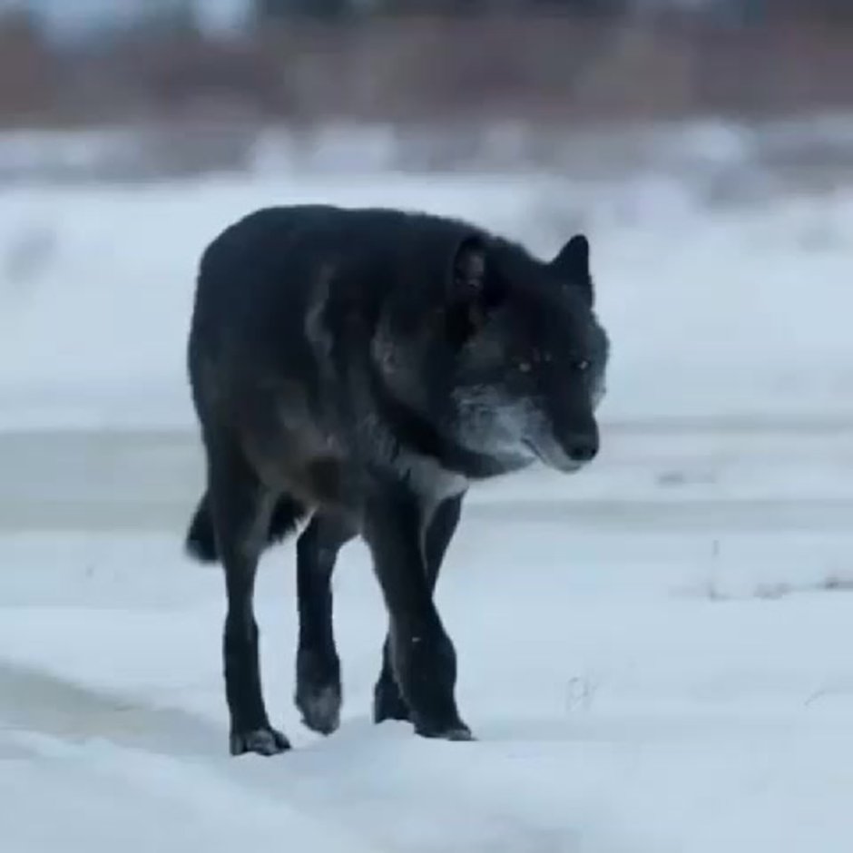 Wolf gif