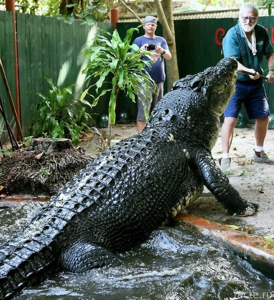 Гребнистый крокодил самый большой