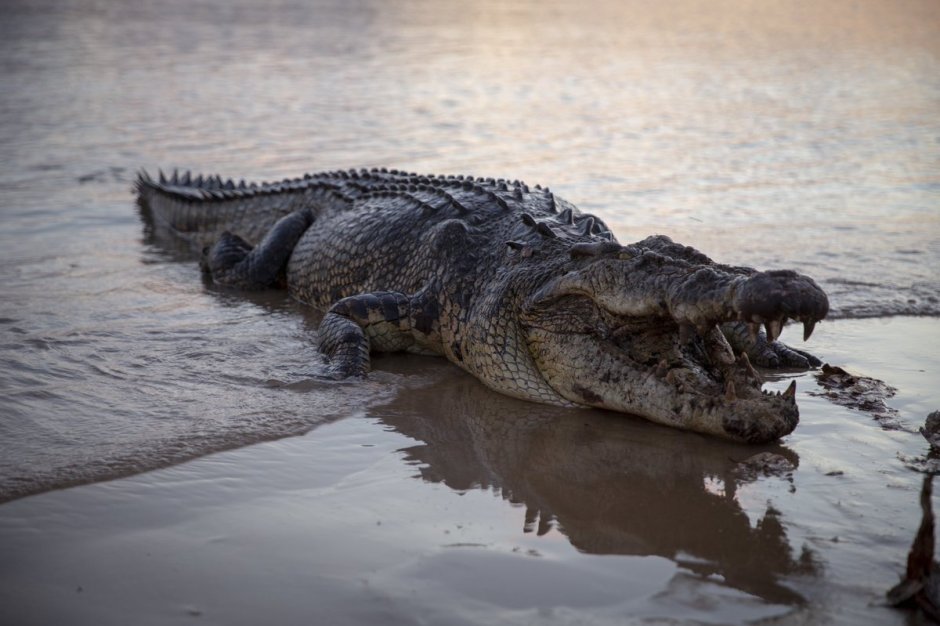 Австралийский гребнистый крокодил