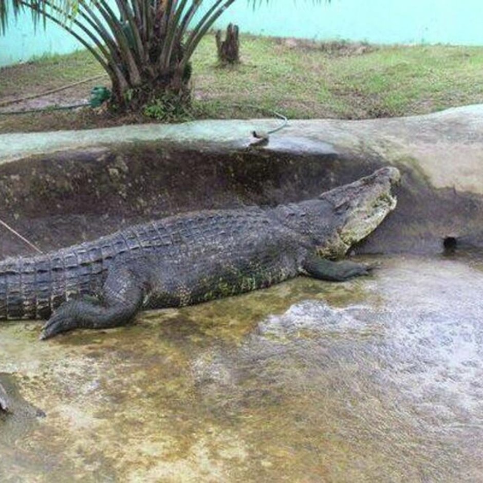 Густав крокодил людоед