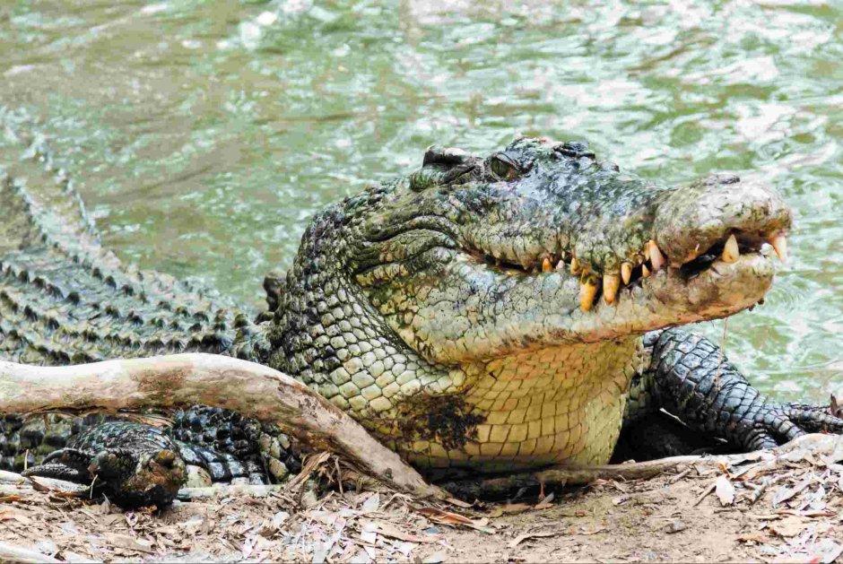 Гигантский гребнистый крокодил людоед