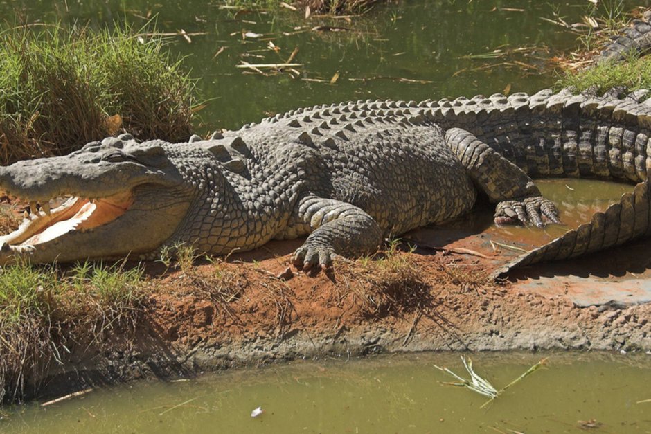 Крокодил Император Саркозух