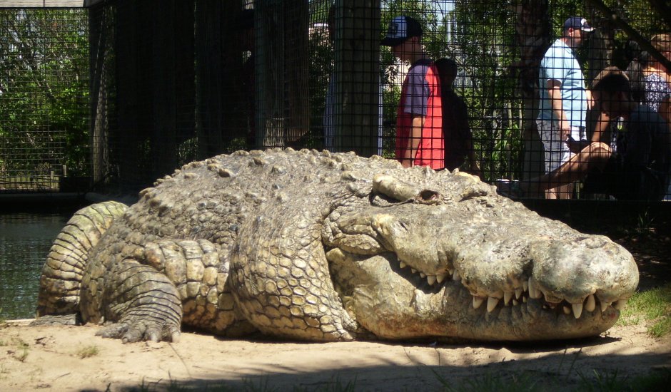 Гигантский крокодил Густав