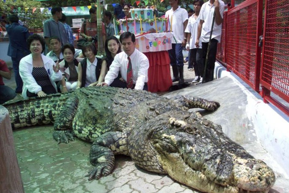 Гребнистый крокодил рекорд