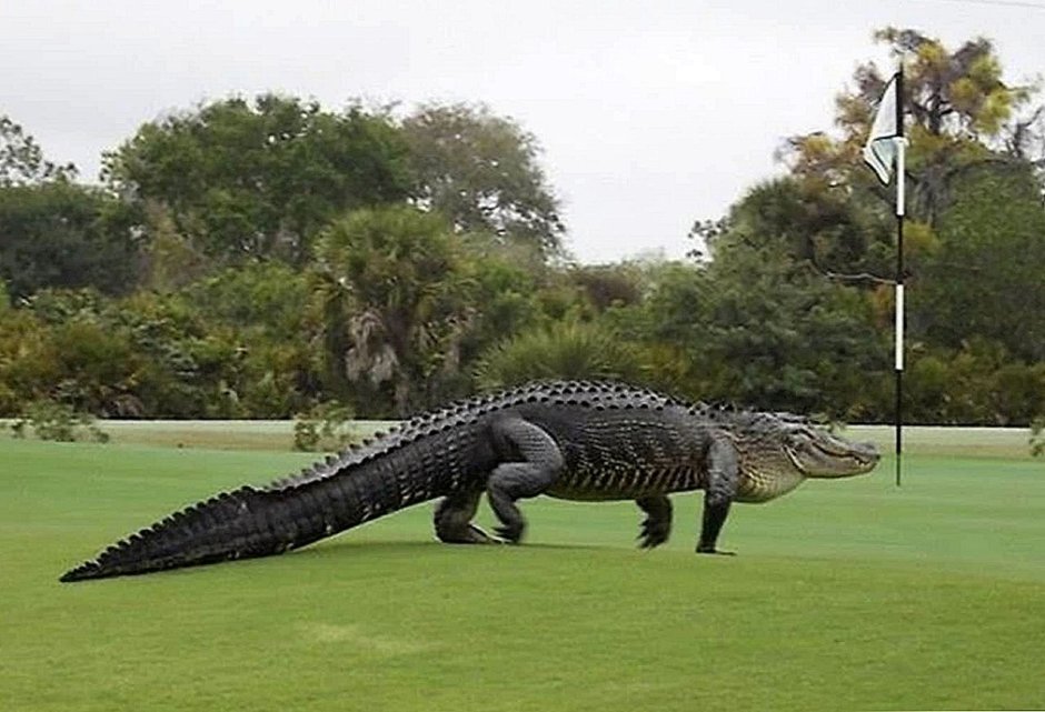 Нил Аллигаторы