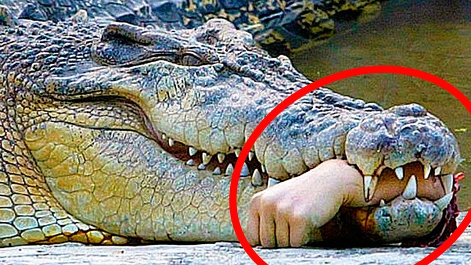 Нильский крокодил людоед