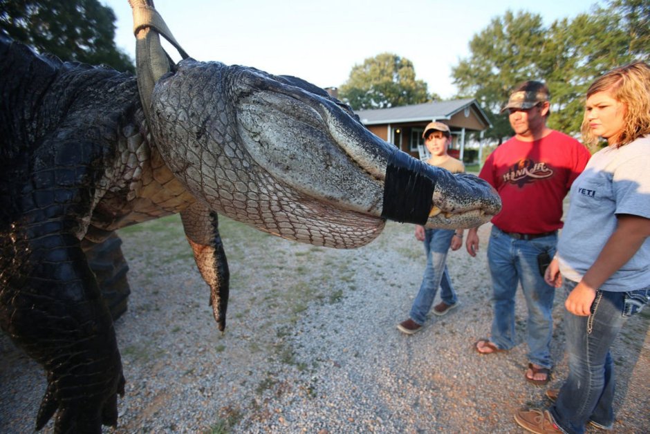 Самый большой Аллигатор в мире