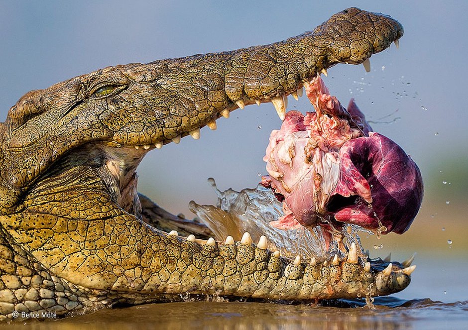 Гребнистый крокодил Лолонг