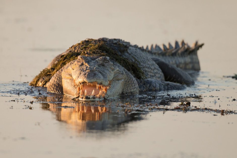 Гребнистый крокодил клетка смерти