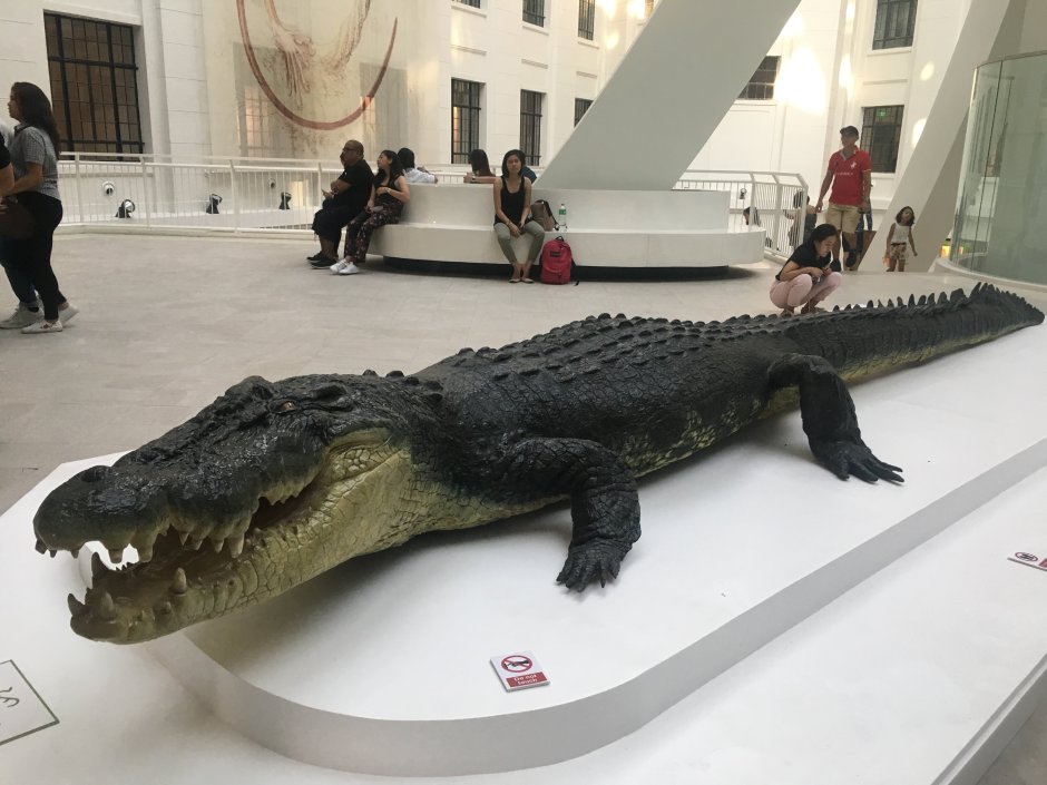 Гигантский крокодил Густав