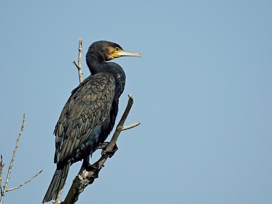 Phalacrocorax Carbo птица