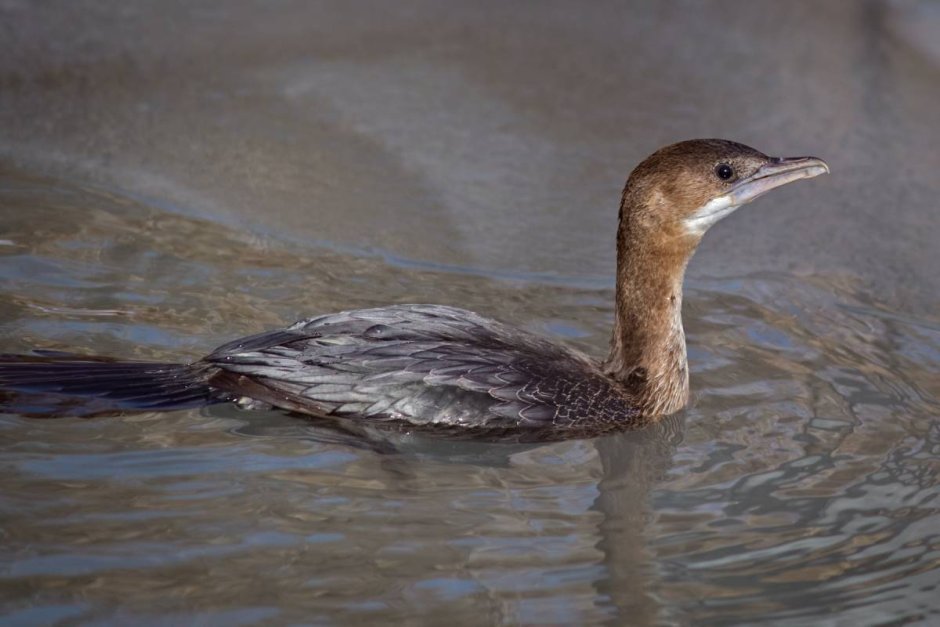 Малый Баклан / Phalacrocorax pygmaeus / Pygmy Cormorant
