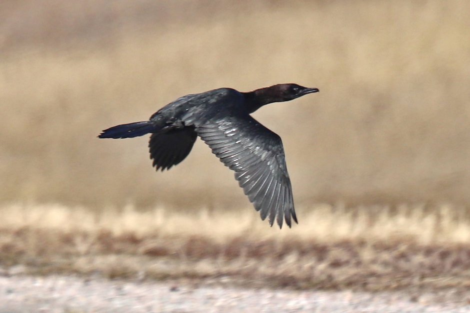 Малый Баклан – Phalacrocorax pygmaeus Pallas, 1773