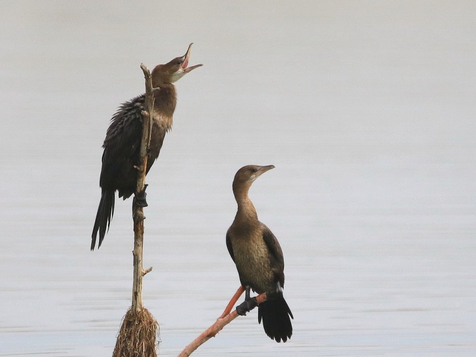 Малый Баклан (Phalacrocorax pygmaeus)
