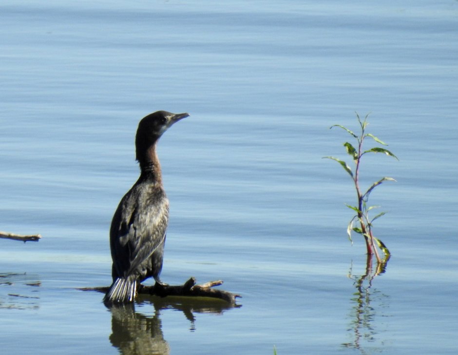 Малый Баклан (Phalacrocorax pygmaeus)