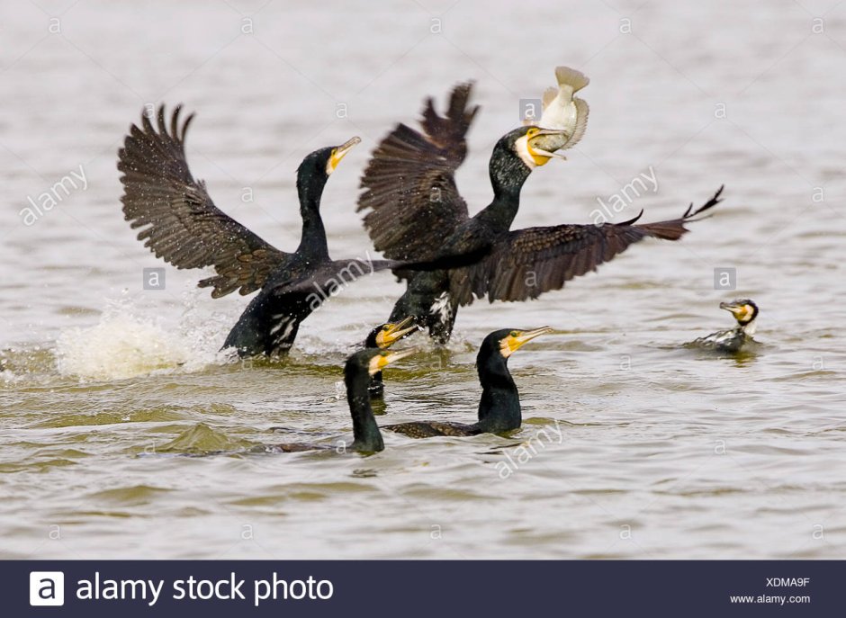 Малый Баклан (Phalacrocorax pygmaeus)