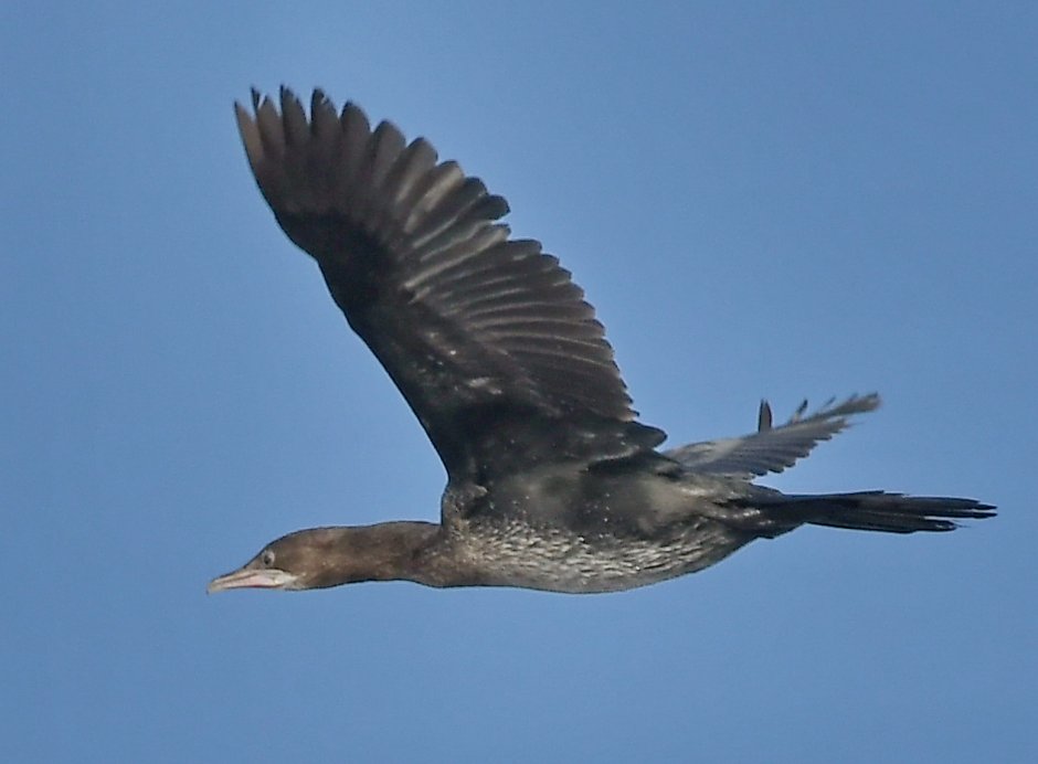 Малый Баклан (Phalacrocorax pygmaeus)