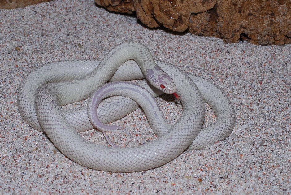Королевская змея Калифорнийская Albino