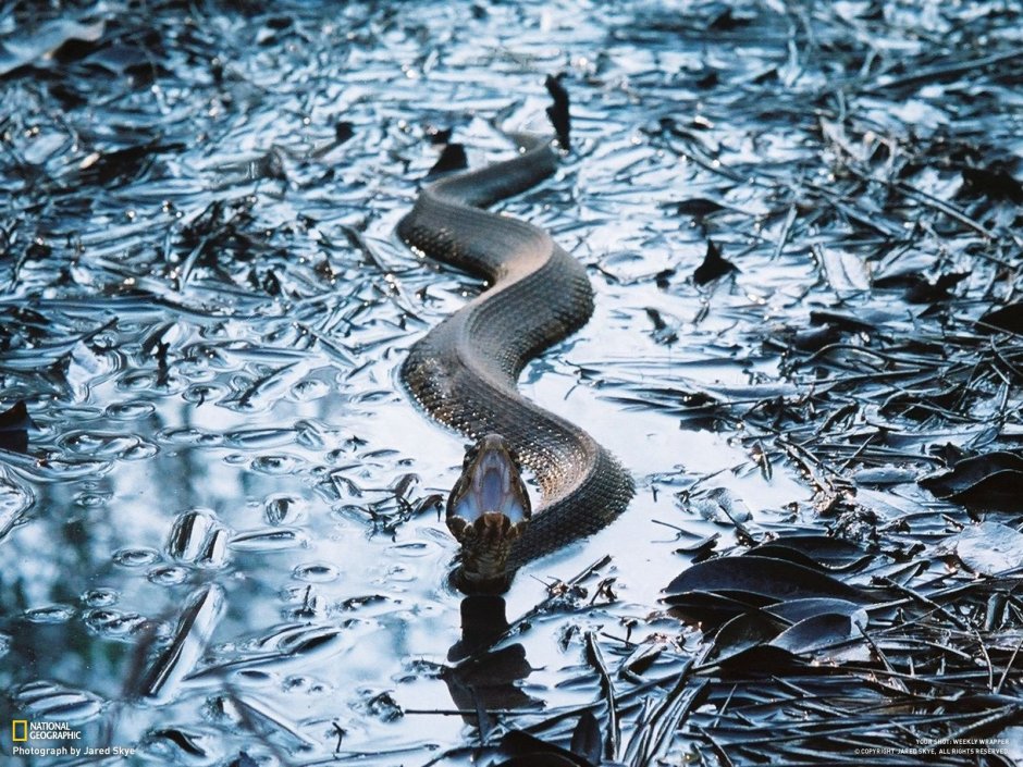 Черная водяная змея