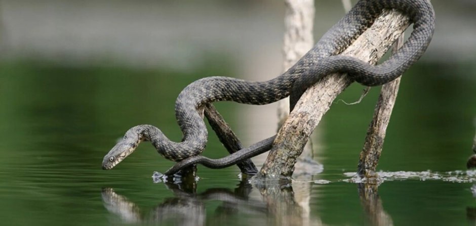 Водяной уж (Natrix tessellata)