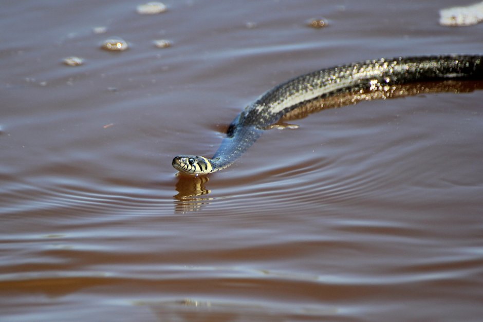 Водяная гадюка Азовское море