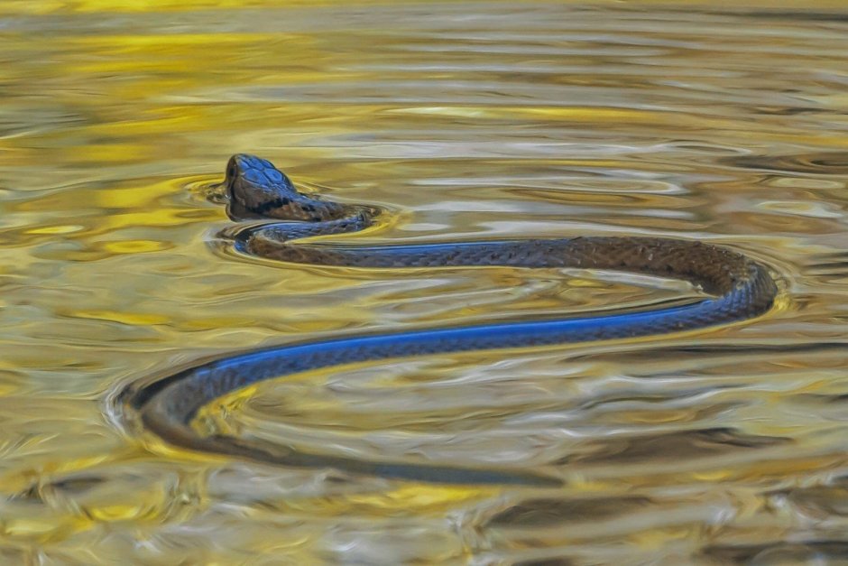 Водяная змея