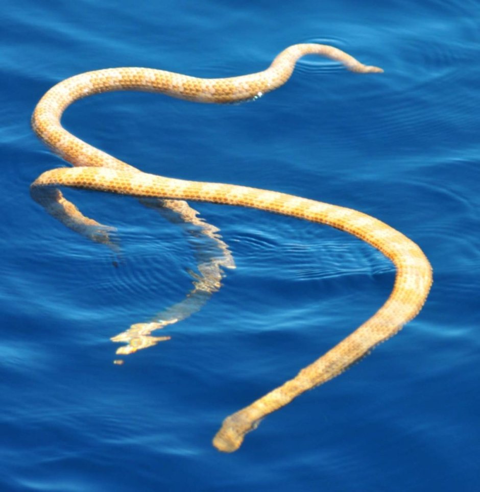 Aipysurus apraefrontalis