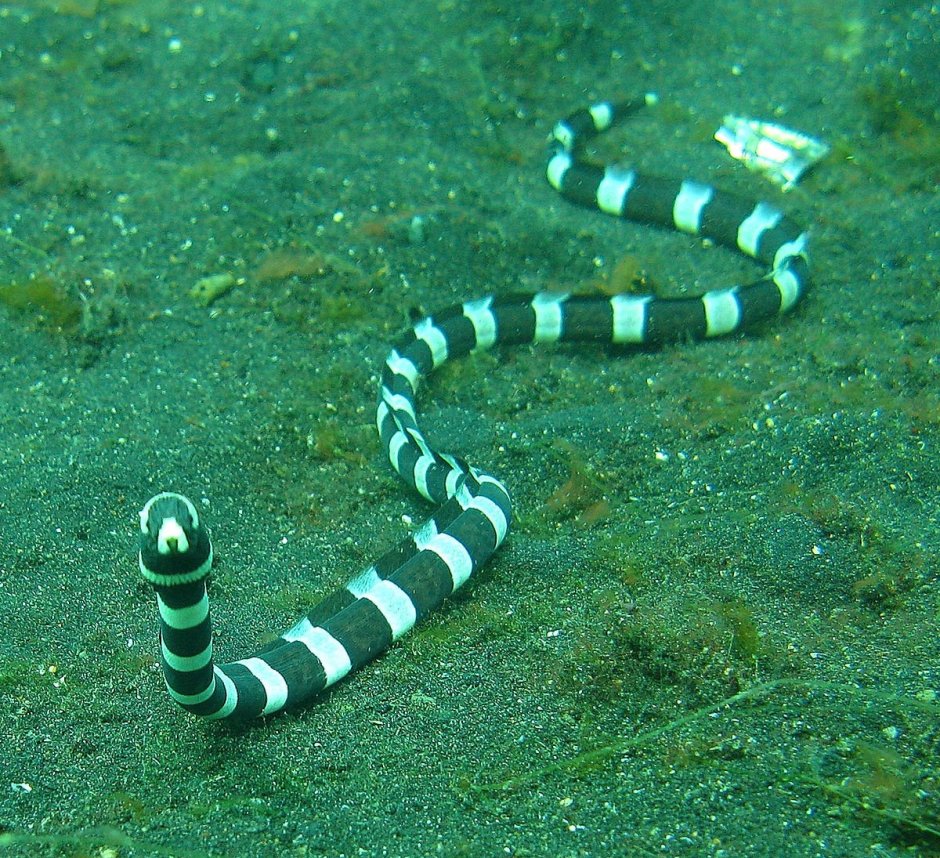 Морской Крайт плоскохвост