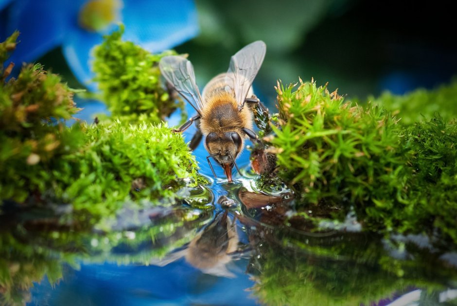 Пчелы на водопое