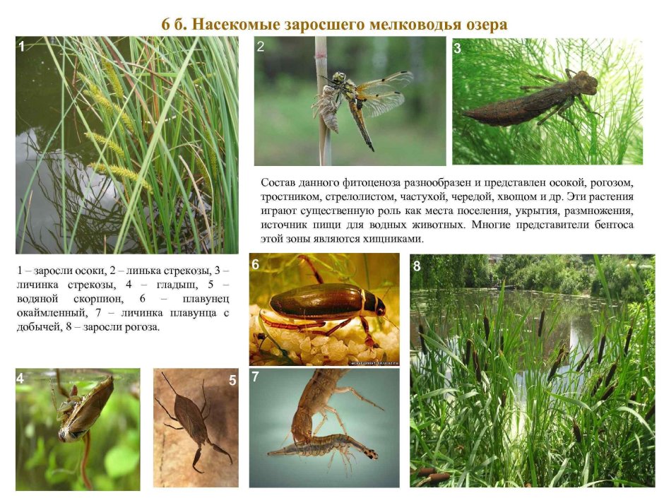Водные насекомые 4 класс