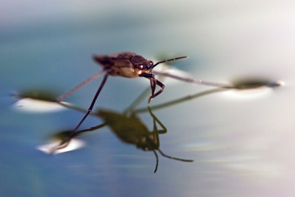 Kikimora palustris паук