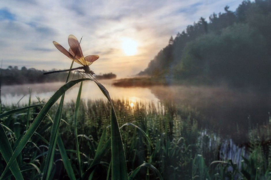Жук Водомерка