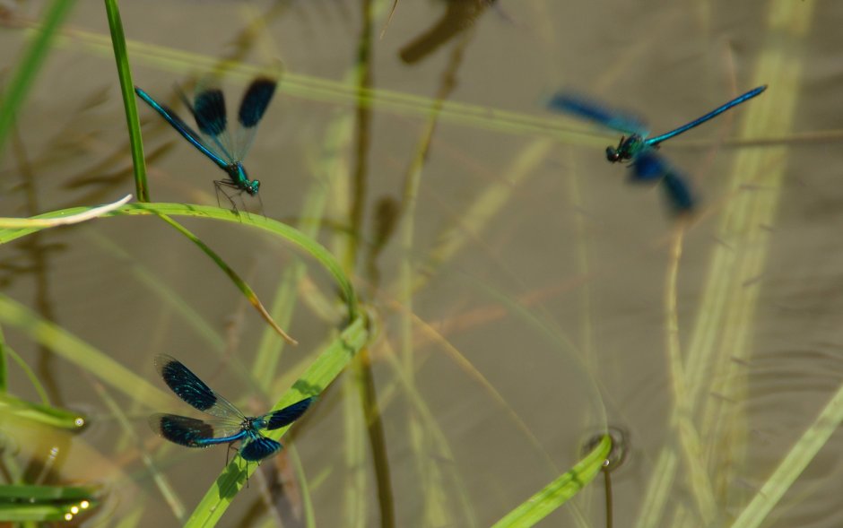 Дозорщик-Император (Anax Imperator)