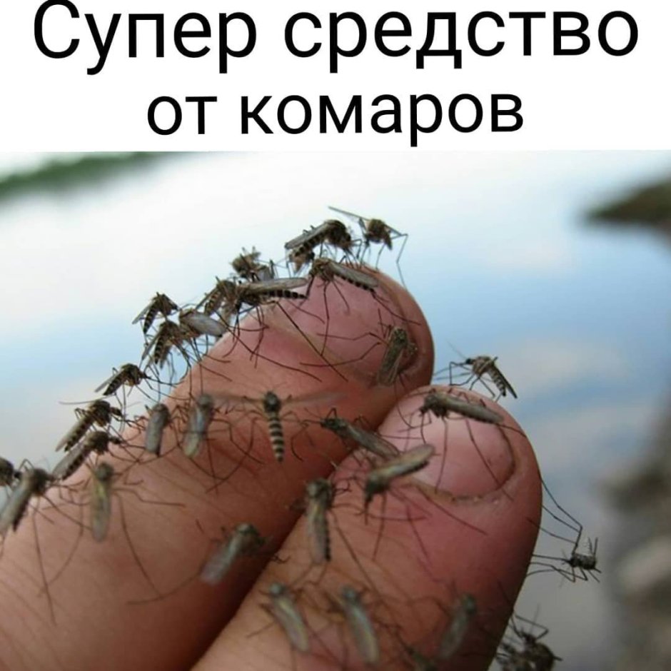 Стая стрекоз