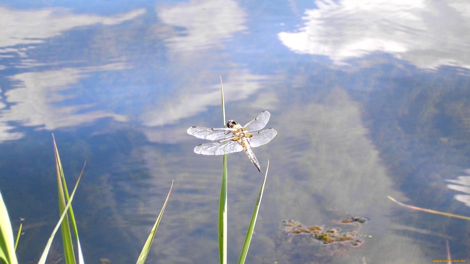 Gerris lacustris – Водомерка Прудовая