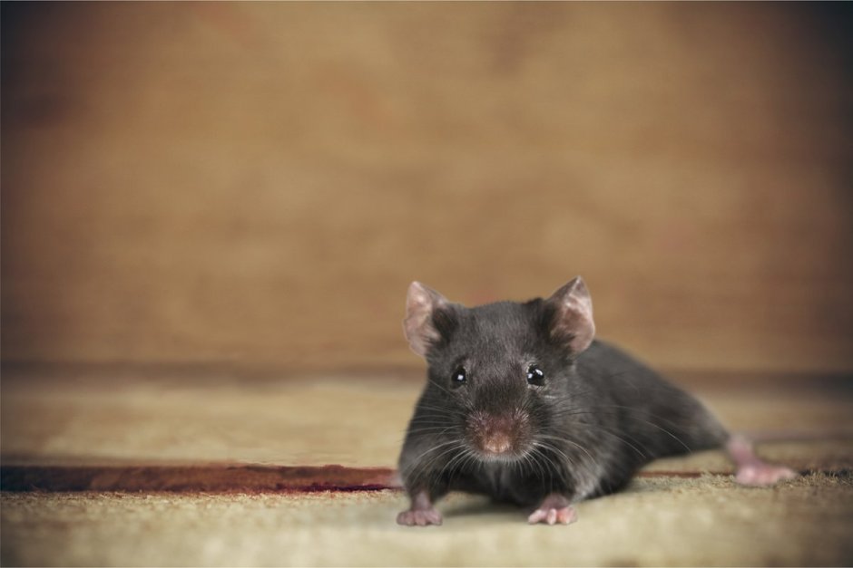 Mus musculus домовая мышь