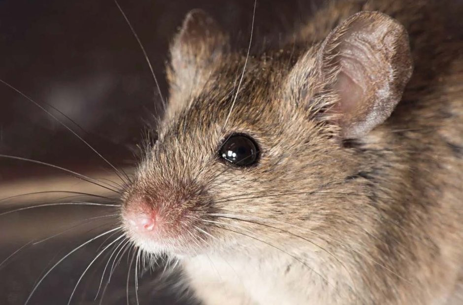 Мышь домовая (mus musculus l.