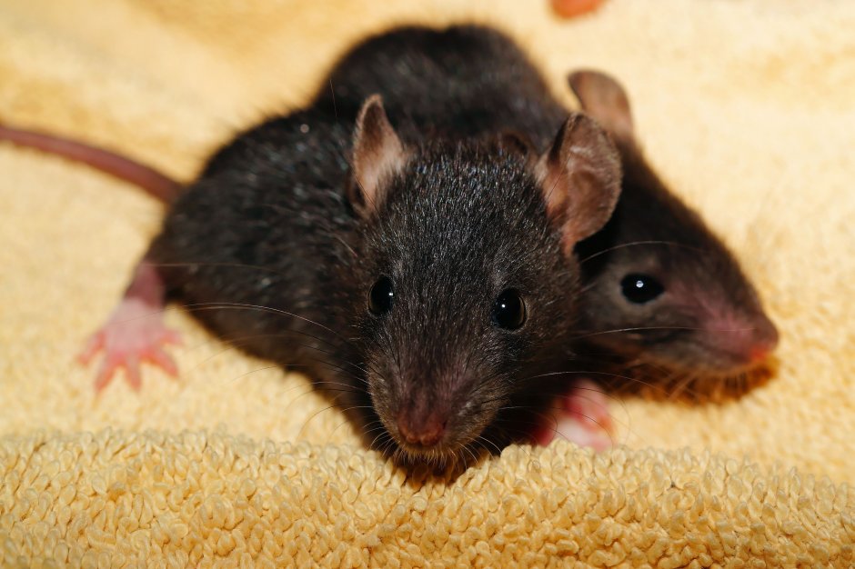 Домовая мышь mus musculus Linnaeus