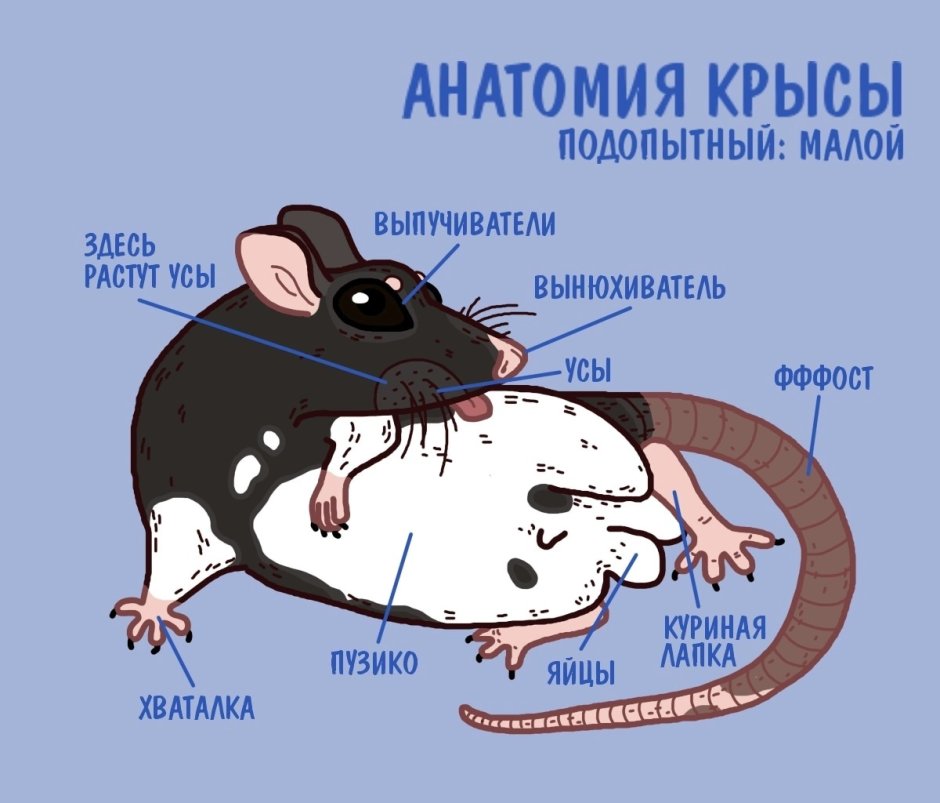 Домовая мышь