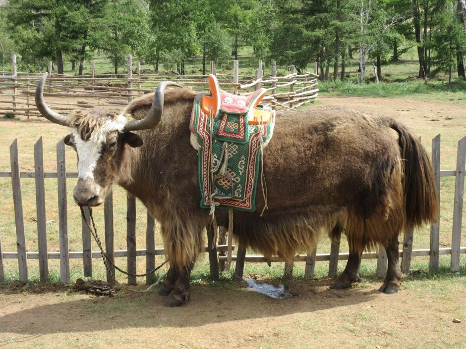 Bos mutus