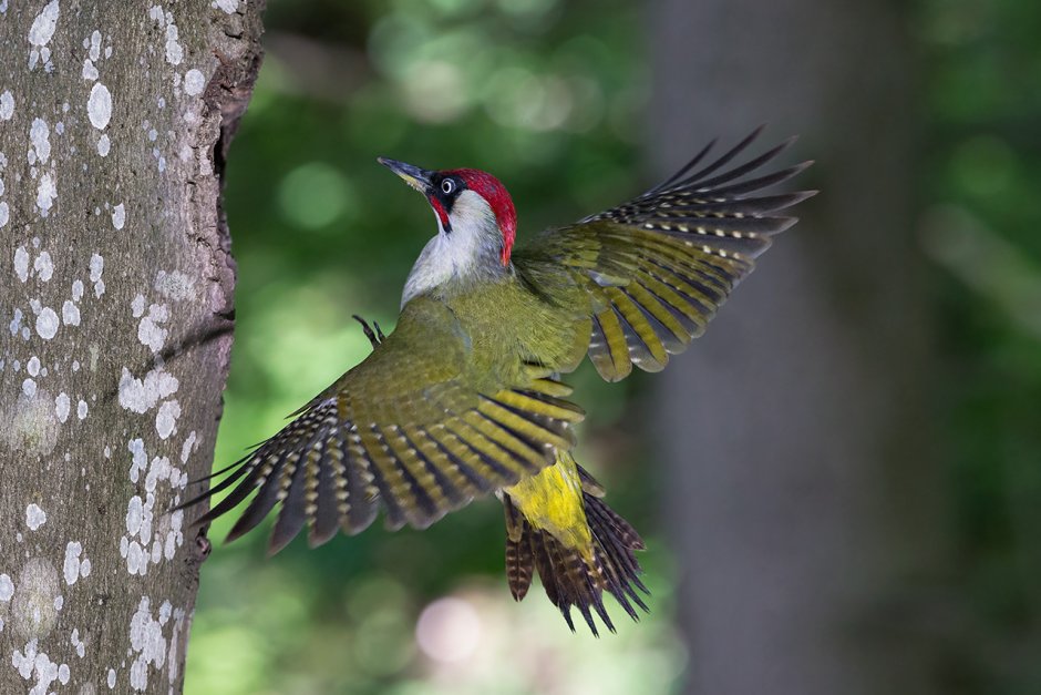 Императорский дятел (Campephilus Imperialis)