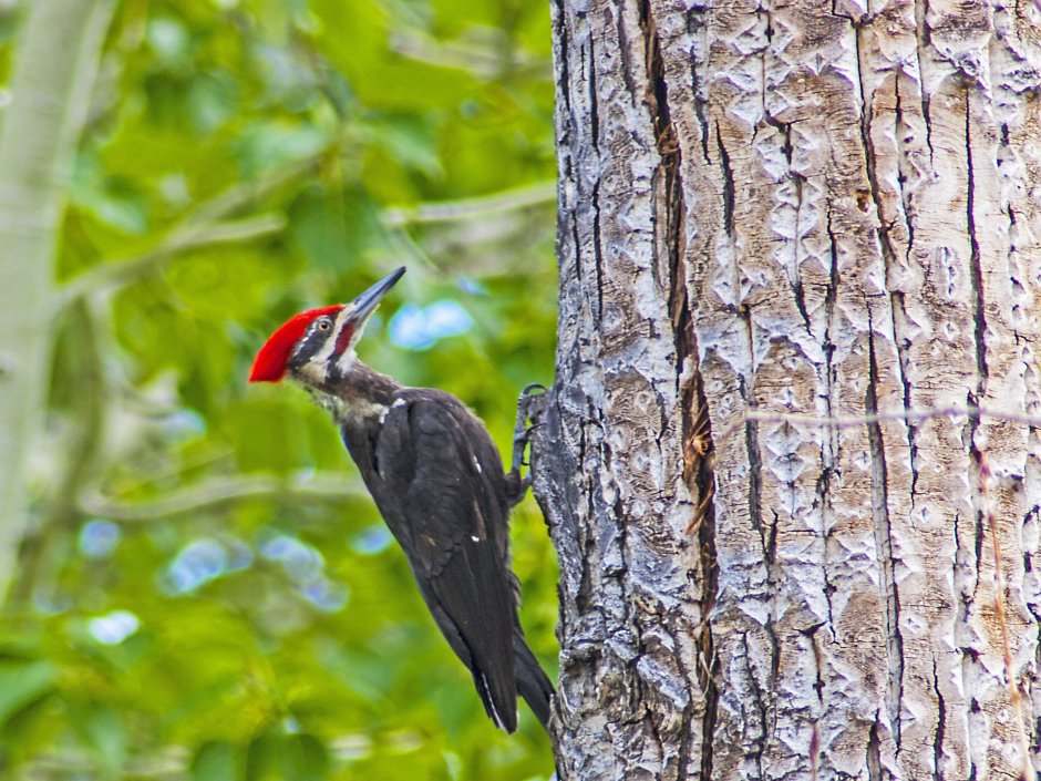 Дятел Dryocopus pileatus