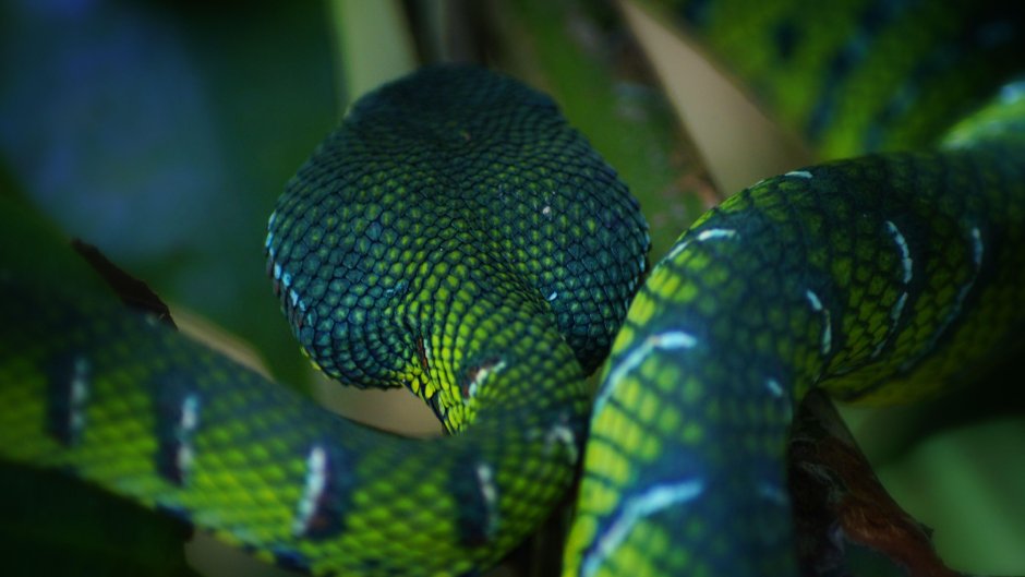 Blue Viper Snake